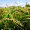 Зелёные рисовые поля.