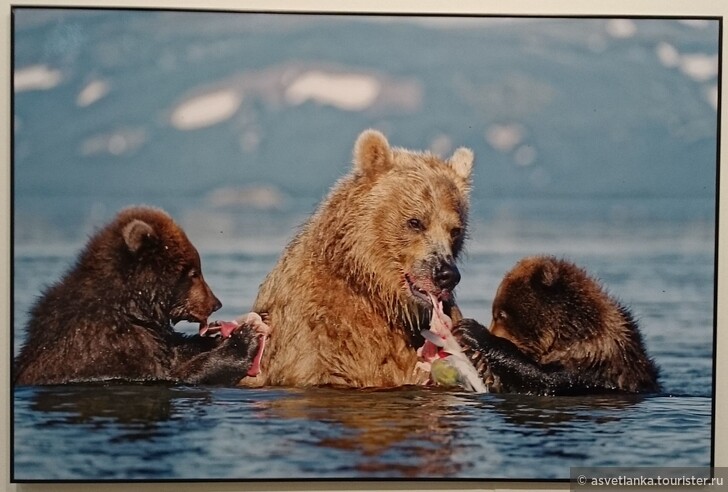 Завтрак на воде, Бурый медведь. Автор Валерий Малеев.