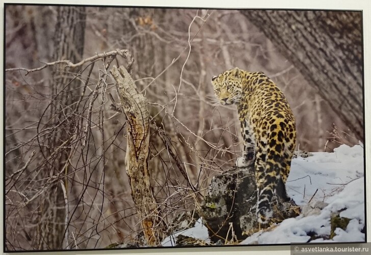 Дальневосточный леопард. автор Валерий Малеев