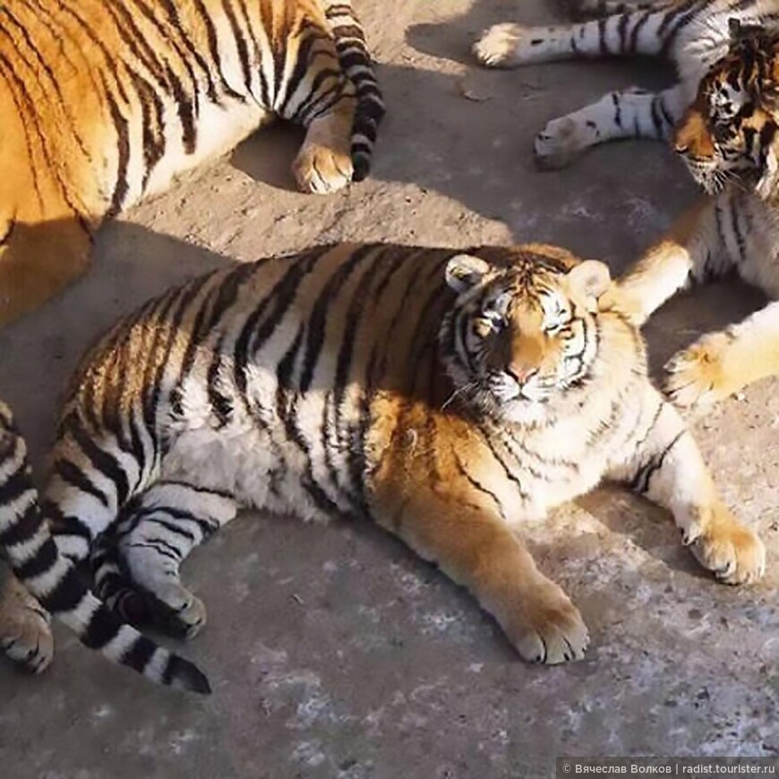 Тигровое сафари по-харбински