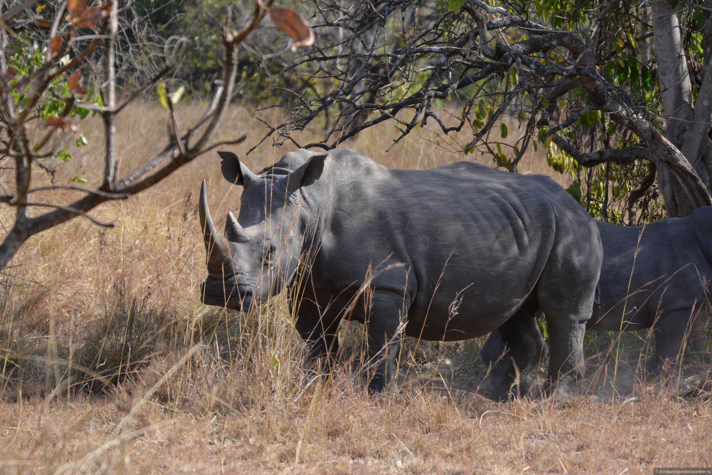 Носорог природная зона. Тунис-схватка носорога. Носорог живет. Где живут носороги.
