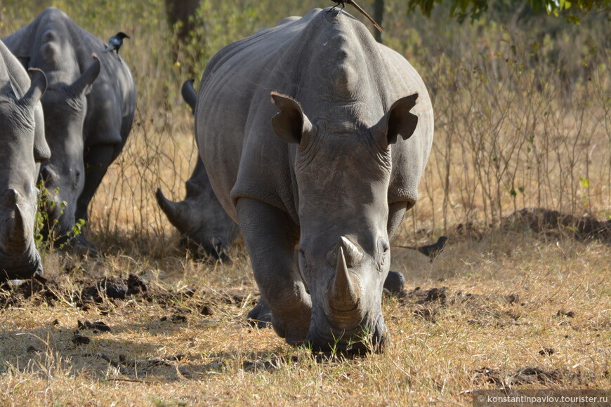 Уганда. Там, где живут носороги
