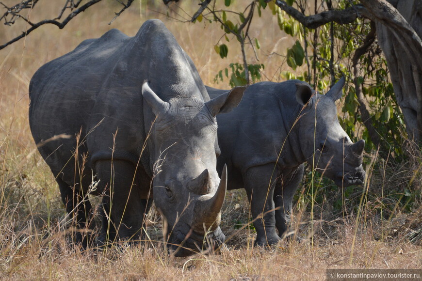 Уганда. Там, где живут носороги