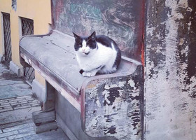 Коты Тбилиси