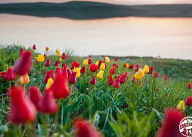Тюльпановый рай степного Крыма