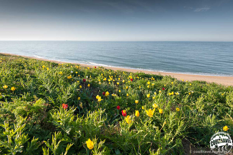 Тюльпановый рай степного Крыма
