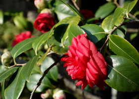 La Primavera ... (Italia, Campania)