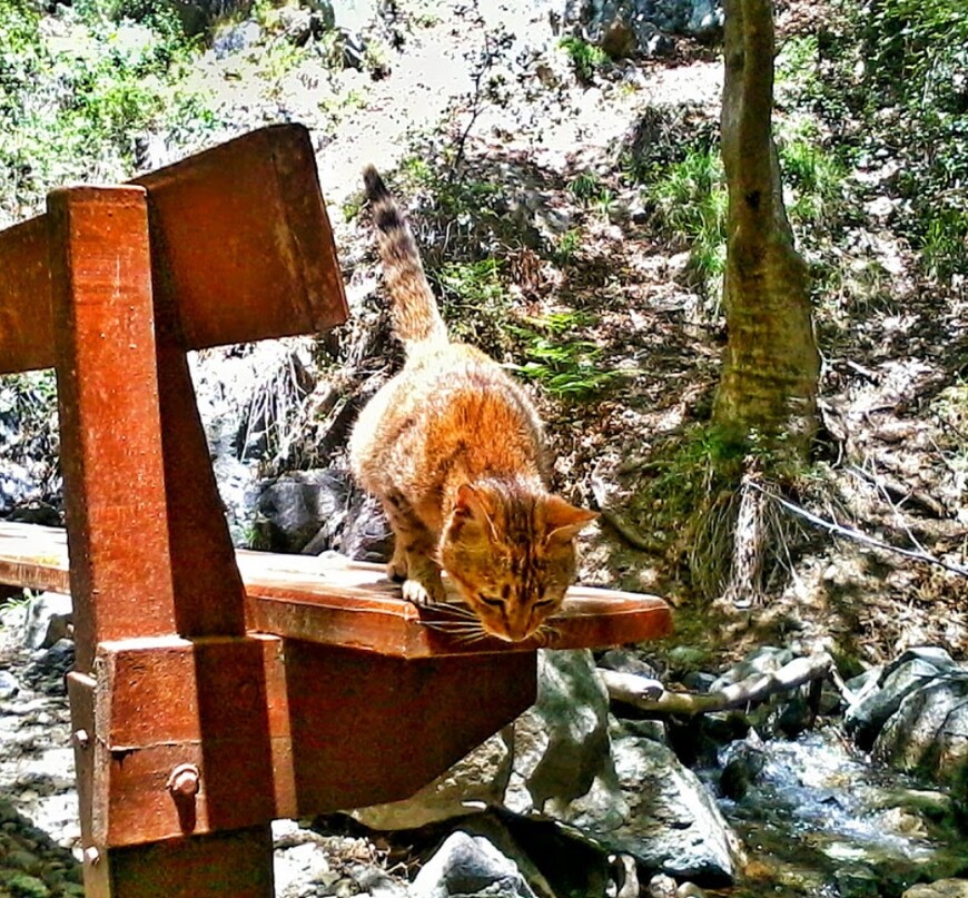Хозяйка медной горы или маленькая «нимфа» у водопада Каледония