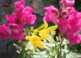 Цветы в саду замка 