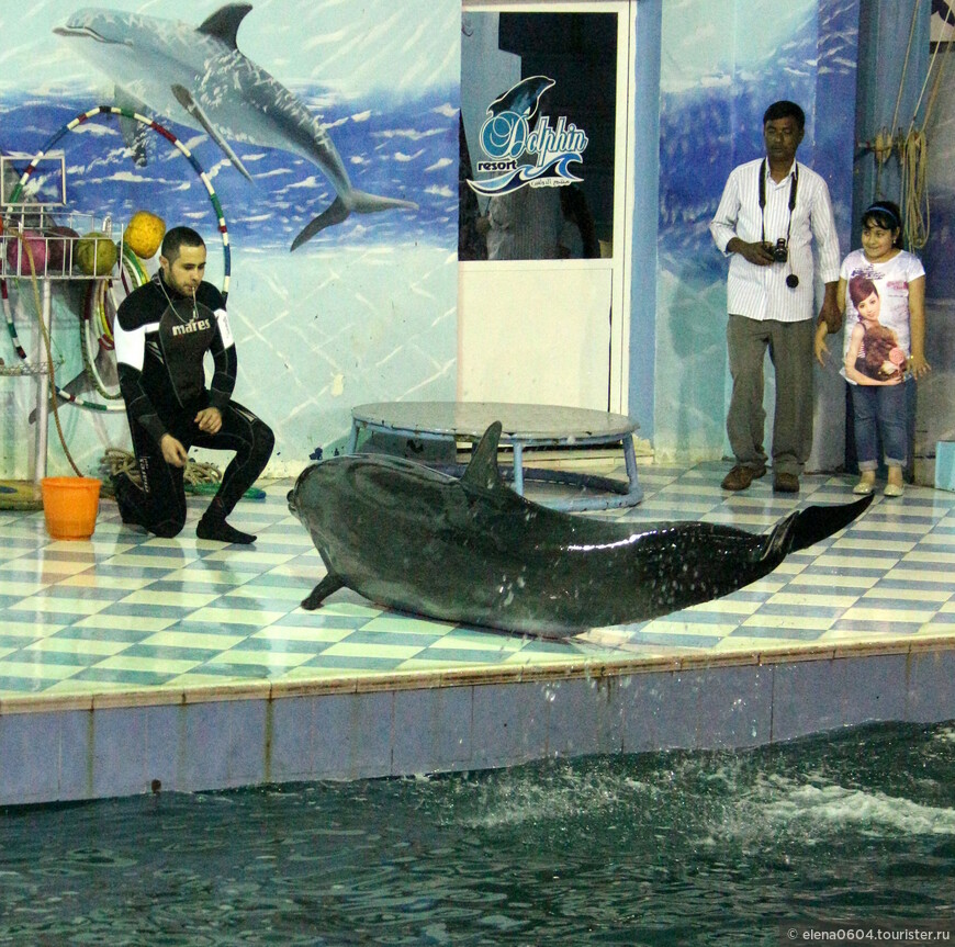 Как меня в Бахрейне пеликан напугал..., зато с дельфином подружилась