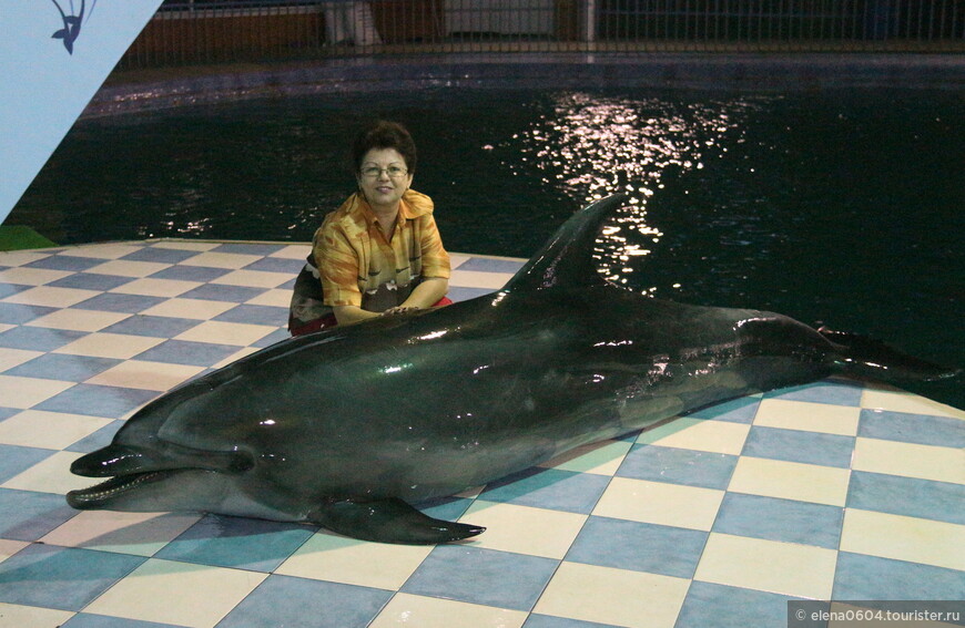 Как меня в Бахрейне пеликан напугал..., зато с дельфином подружилась