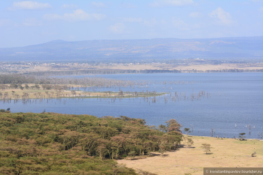  Кения. На озере Накуру 