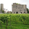 Музей виноделия Рейна