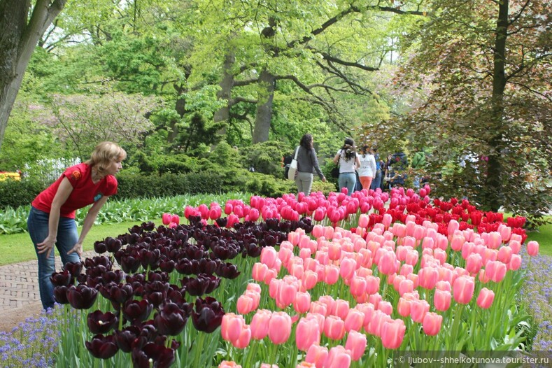 Тюльпан — национальный цветок Турции и Нидерландов