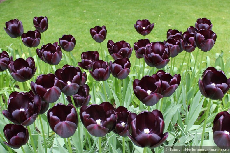 Тюльпан — национальный цветок Турции и Нидерландов
