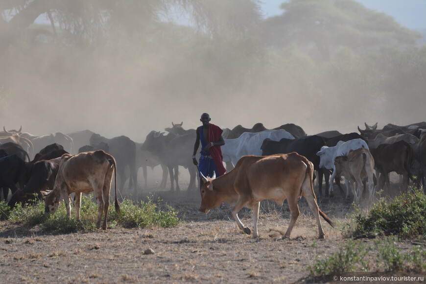  Кения. Люди и животные Амбосели 