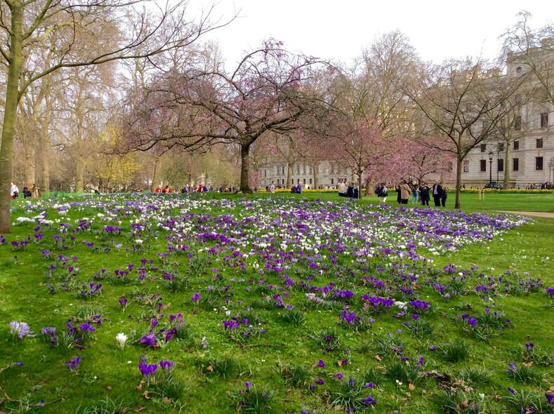 Парк Святого Джеймса. Вездесущие крокусы. Благодаря мягкому климату крокусы часто цветут дважды в году.