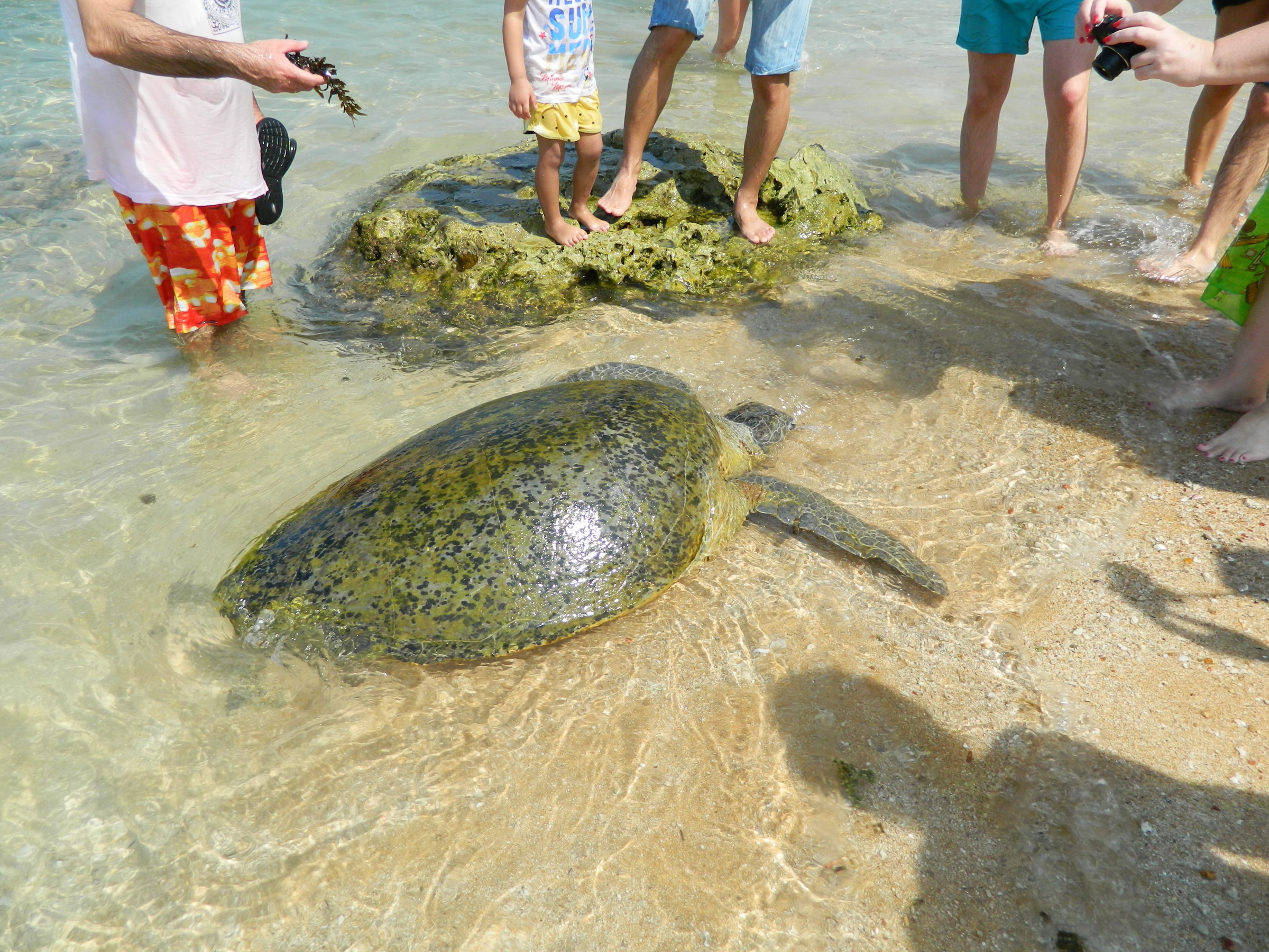Черепаший пляж шри. Хиккадува Черепаший пляж. Хиккадува Шри Ланка Черепаший пляж. Хиккадува Шри Ланка черепахи. Хиккадува пляж с черепахами.