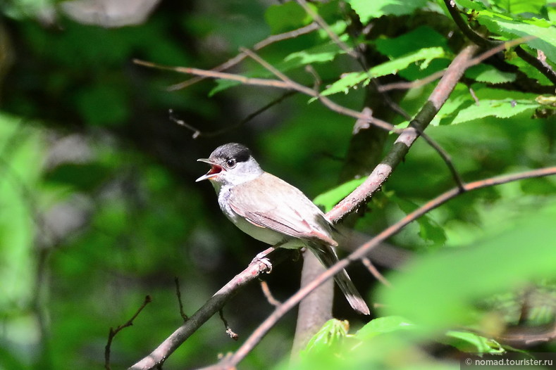 Славка-черноголовка, Sylvia atricapilla, Blackcap