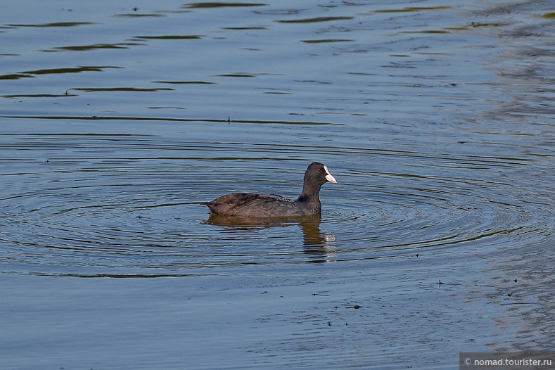 Лысуха, Fulica atra, Coot