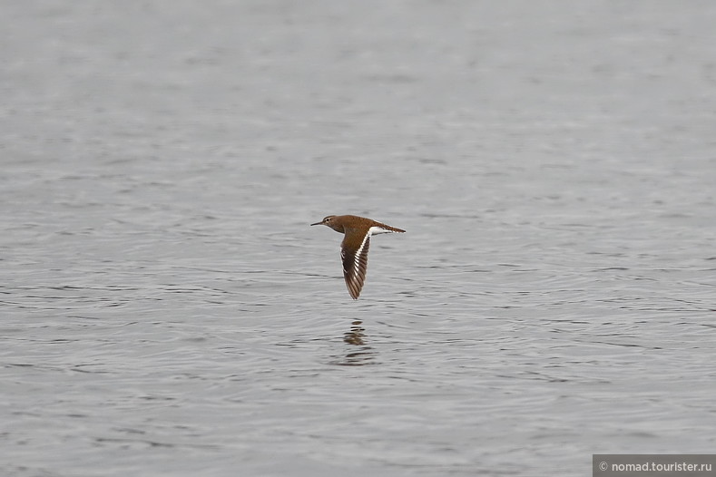 Перевозчик, Actitis hypoleucos, Common Sandpiper