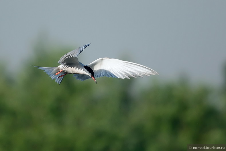 Речная крачка, Sterna hirundo, Common Tern