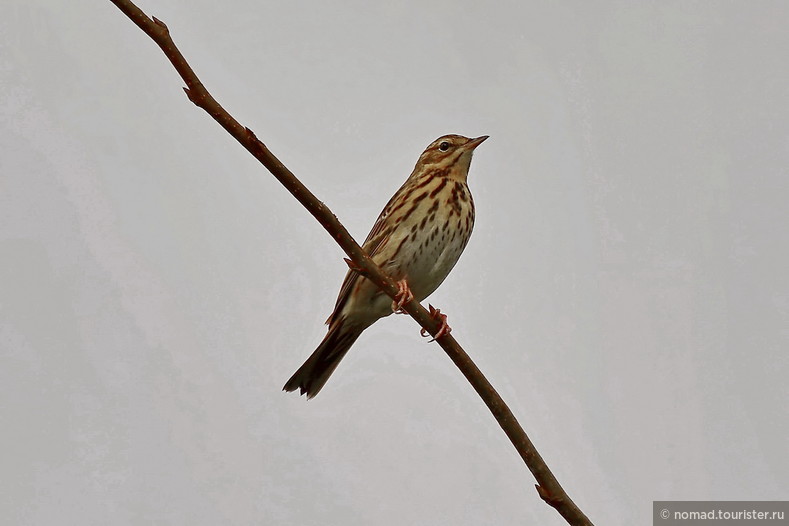 Лесной конек, Anthus trivialis, Tree Pipit