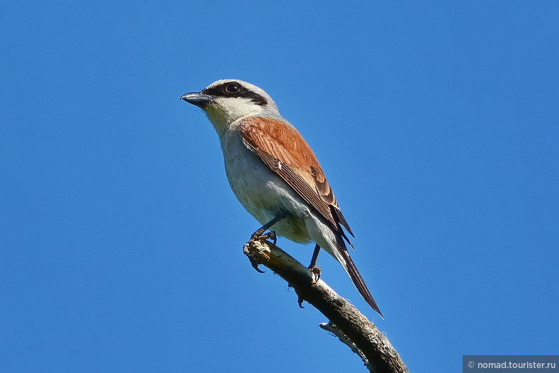 Обыкновенный жулан, Lanius collurio, Red-backed Shrike, самец