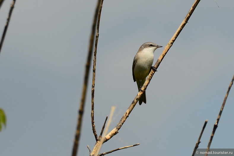 Славка-мельничек, Sylvia curruca, Lesser Whitethroat