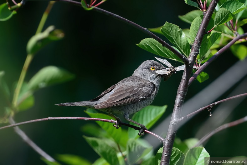 Ястребиная славка, Sylvia nisoria, Barred Warbler