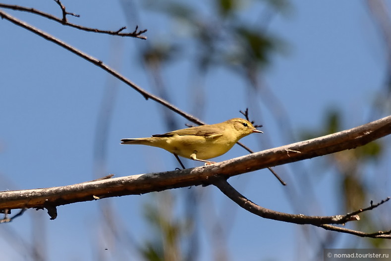 Пеночка-трещотка, Phylloscopus sibilatrix, Wood Warbler