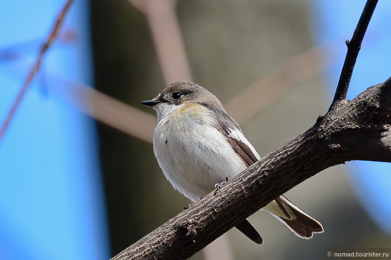 Мухоловка-пеструшка, Ficedula hypoleuca, Pied Flycatcher