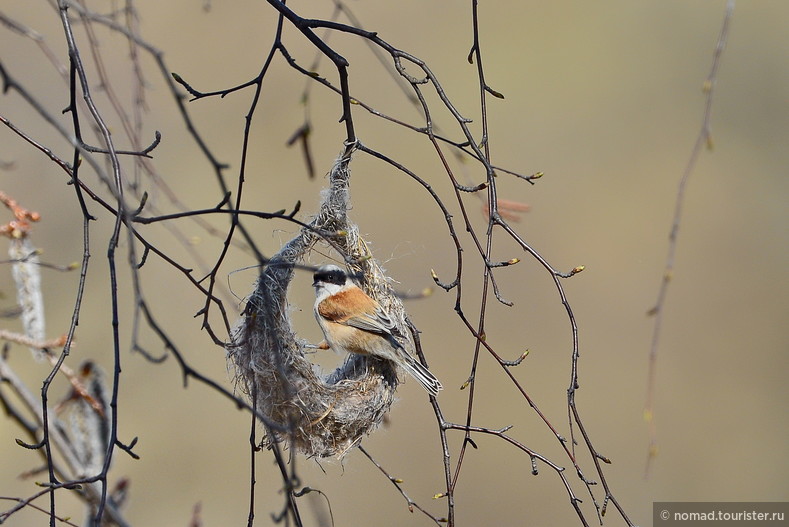 Ремез, Remiz pendulinus,  Eurasian Penduline Tit