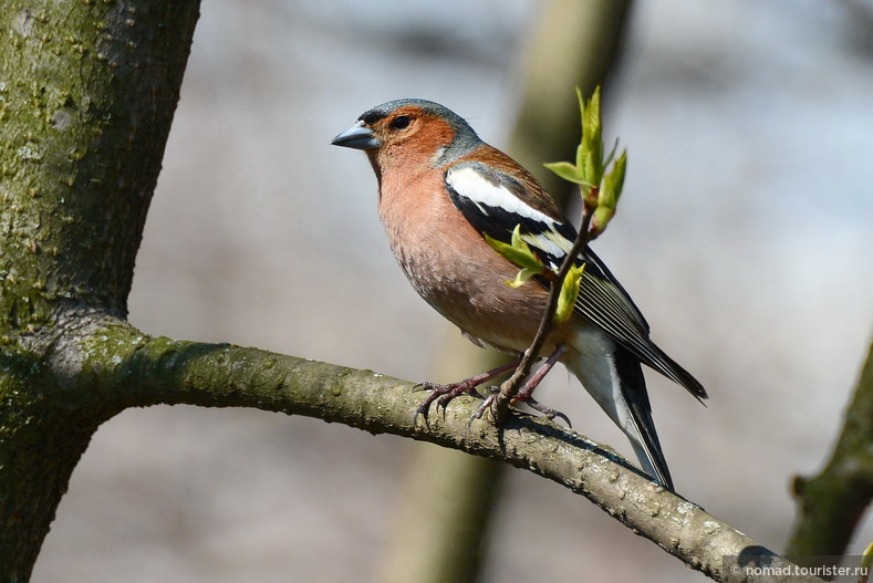 Зяблик, Fringilla coelebs, Chaffinch