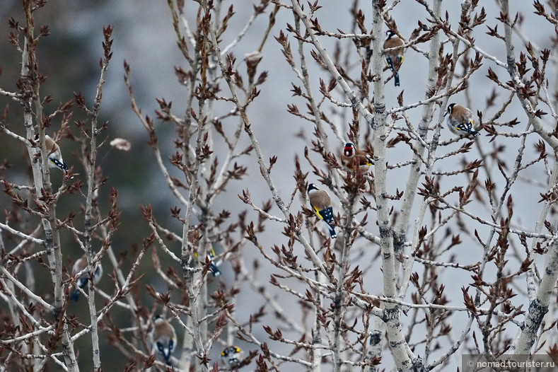 Щегол, Carduelis carduelis, Goldfinch