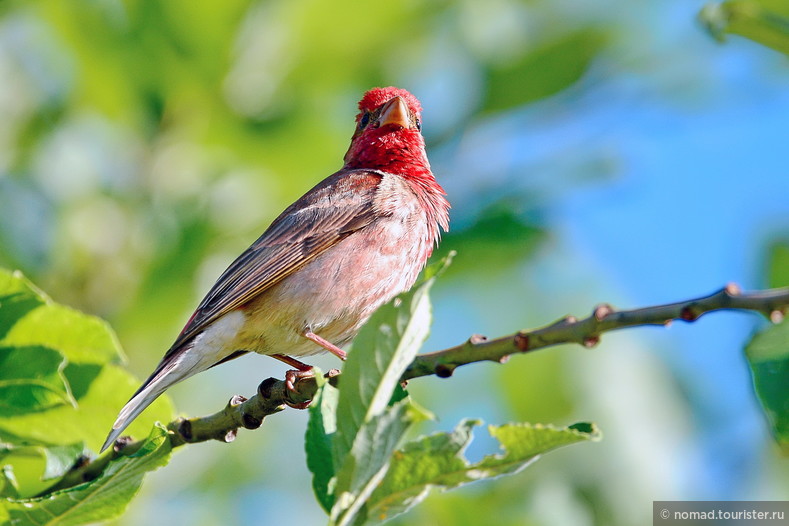 Обыкновенная чечевица, Carpodacus erythrinus, Common Rosefinch