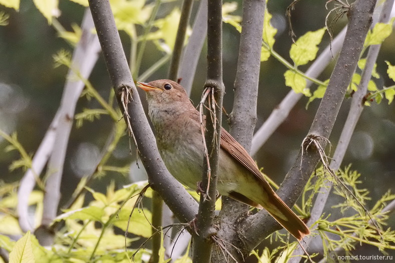 Обыкновенный соловей, Luscinia luscinia, Thrush Nightingale