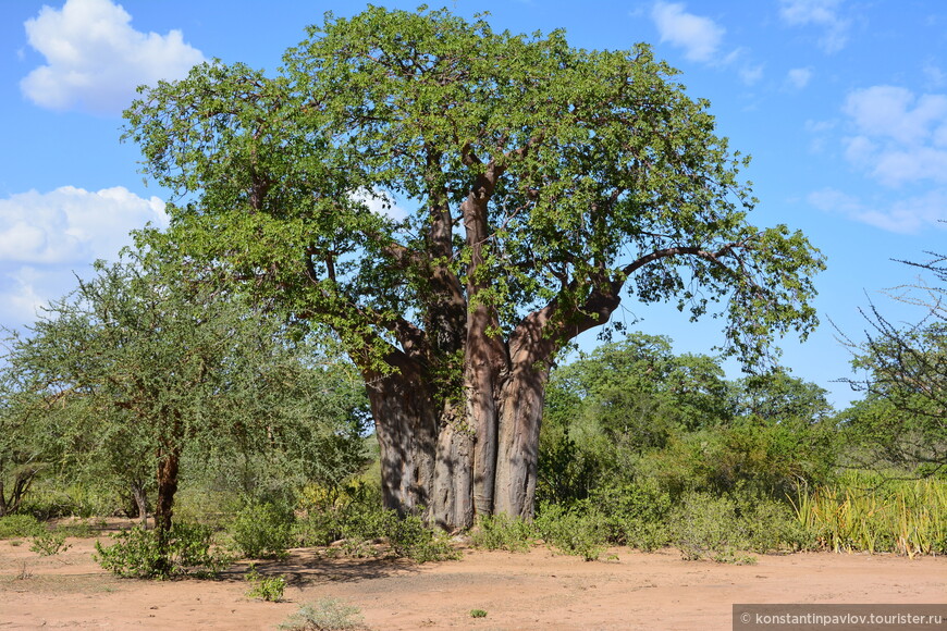 Танзания. Датога, бушмены и баобабовый лес