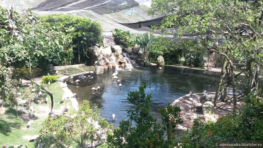 Парк птиц Куала-Лумпур. Обязательное посещение с детками