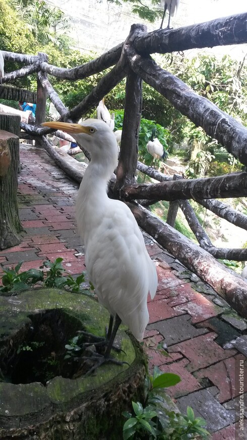 Парк птиц Куала-Лумпур. Обязательное посещение с детками