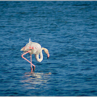 Фламинго в соленом озере Ларнаки.