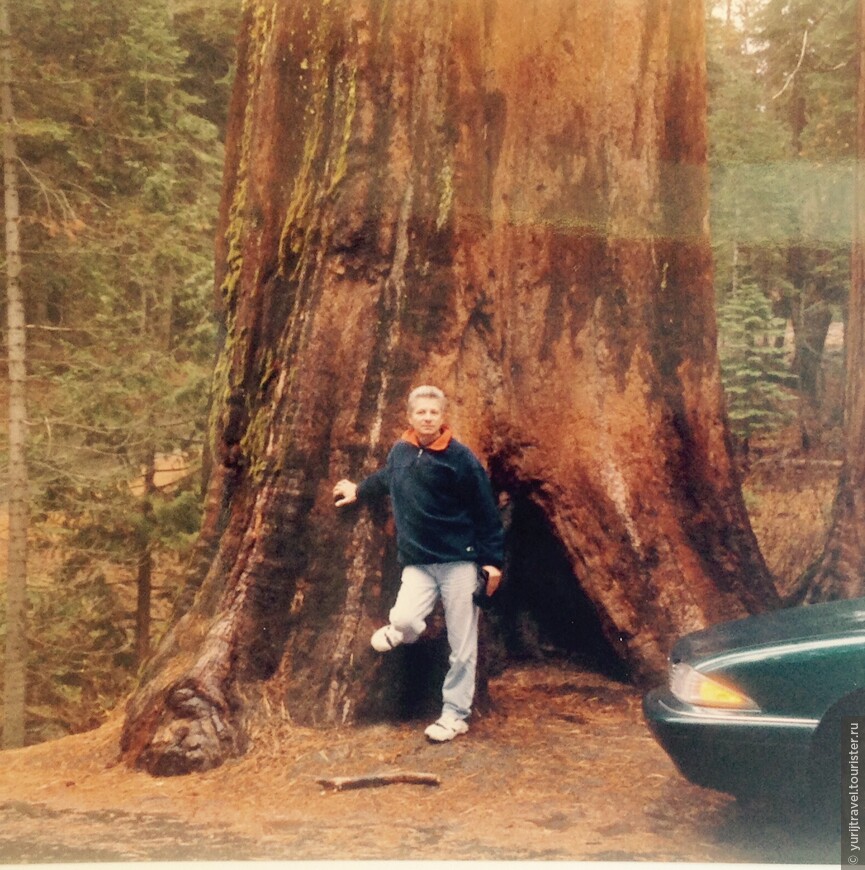 Йосемитский Национальный Парк (США). У подножия ствола среднего размера секвойи. 1996 г.