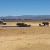 носороги и буйволы