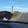 страусы по дороге