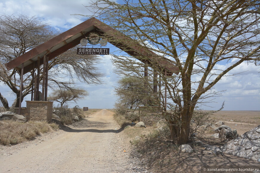 Танзания. Серенгети: продолжаем наблюдать