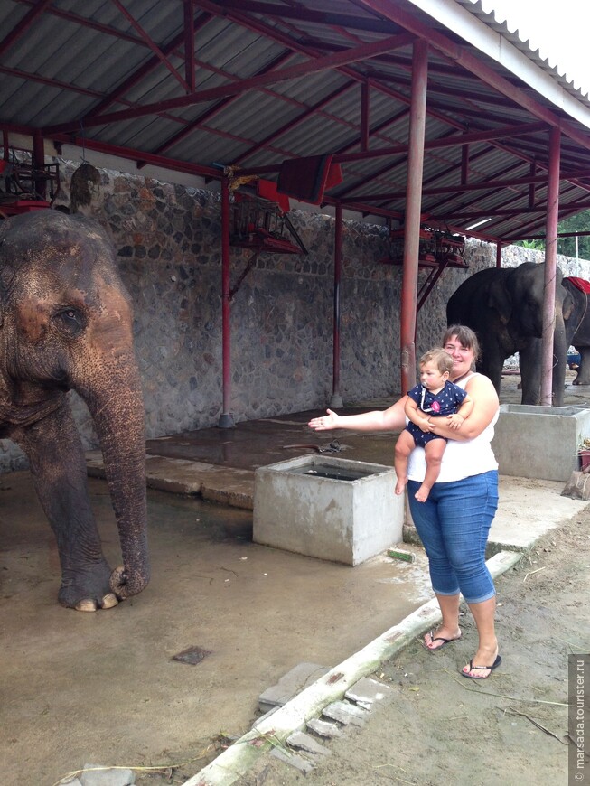 Как мы в гости к слоникам ходили и попали на буддистский праздник