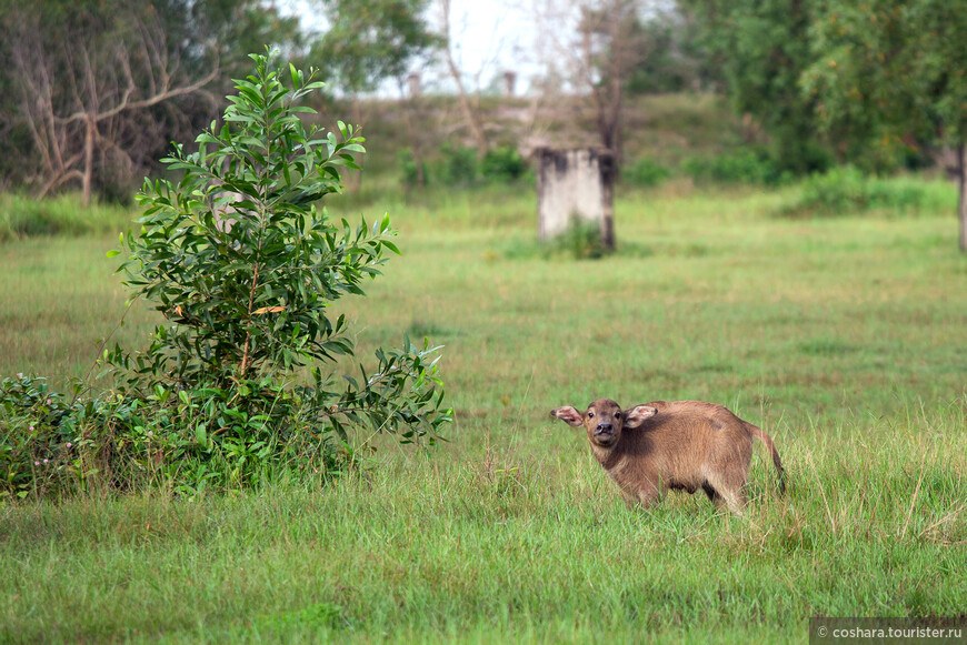 Cambodia. Часть 2