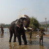 Купание слонов в Сакребели