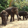 Школа слонов в Сакребели