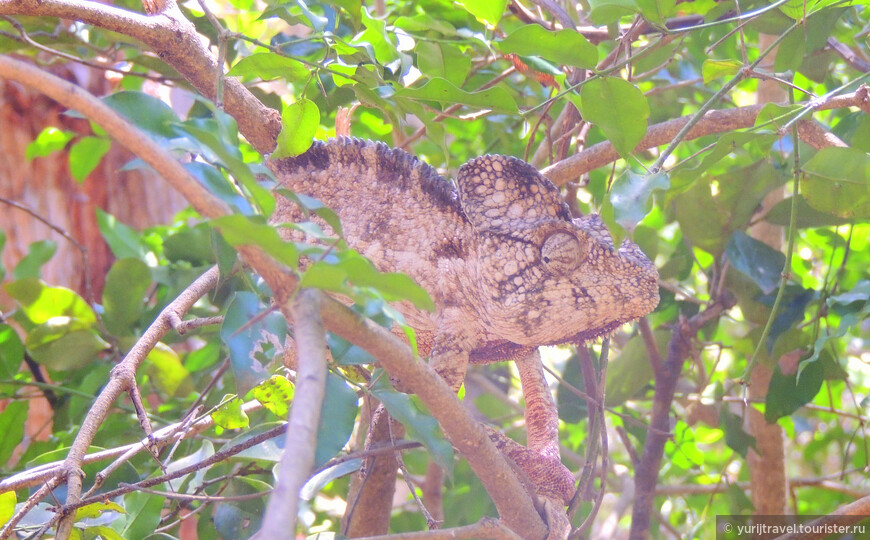 Мадагаскар. Обилие лемуров в резервации Anja Reserve